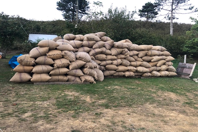 Sakarya Perakende Fındık Satışı